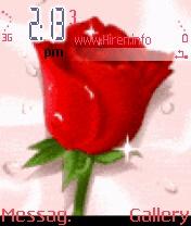 Asd Fresh Red Rose S60 Theme