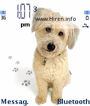 Cute White Dog Mobile Theme