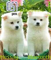 White Cute Puppies Theme