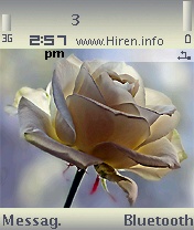 White Rose Beautiful Mobile Theme