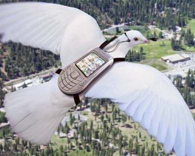 Bird with Nokia 6630