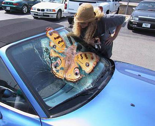 Butterfly Crash on Car