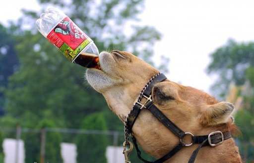 Camel Drinking Cold Coke