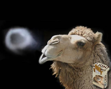 Camel Smoking