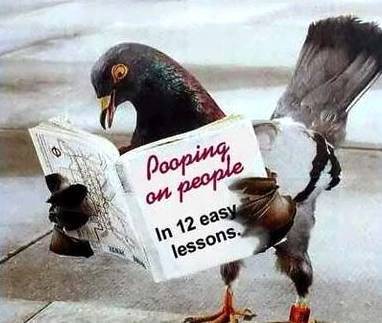 Devious Pigeon