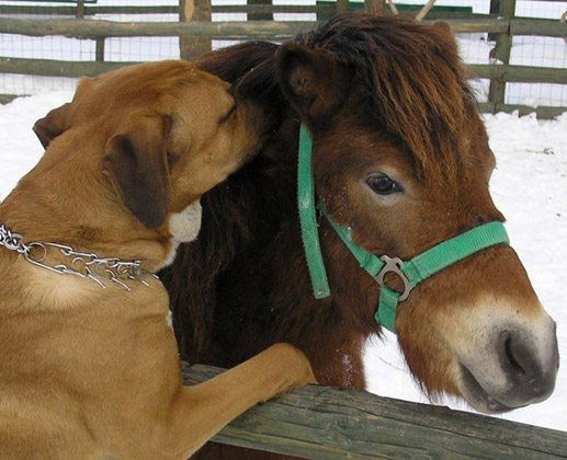 Dog and Horse Private Talk