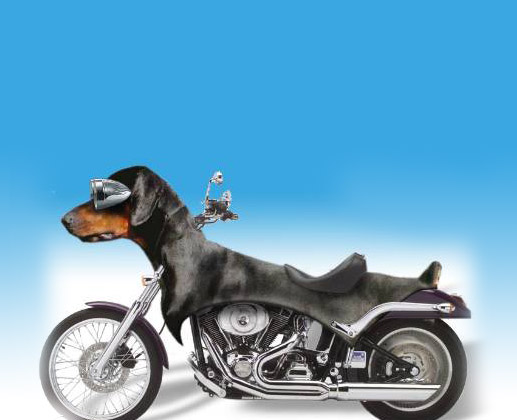 Dogbike