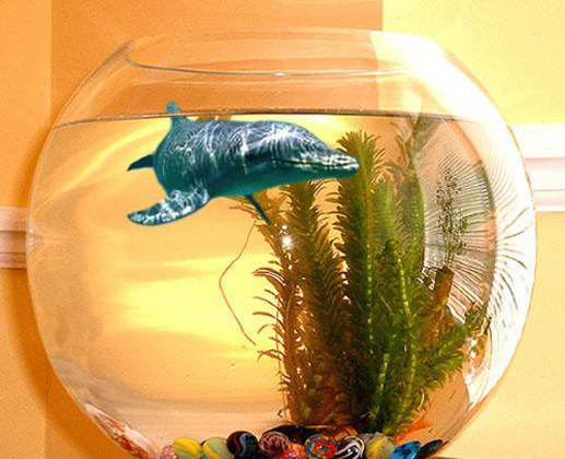 Dolphin in Fish Tank