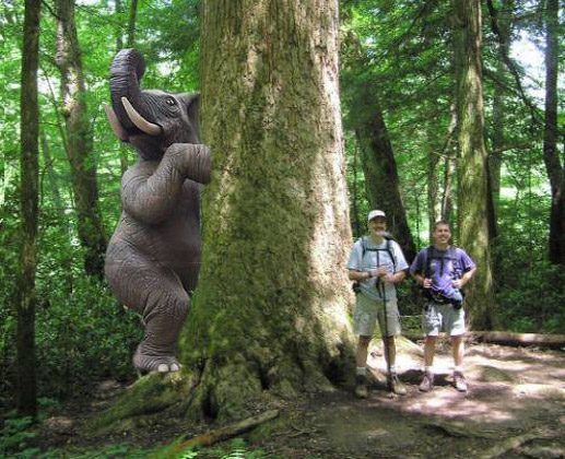 Elephant Hiding Behind Tree