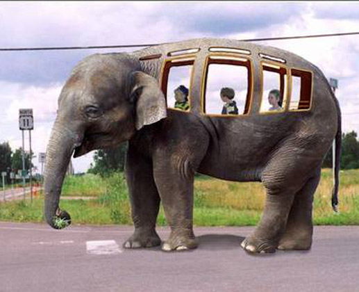 Elephant Ride