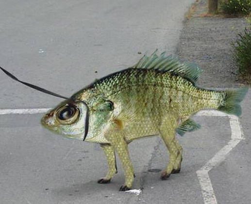 Fish with Four Legs