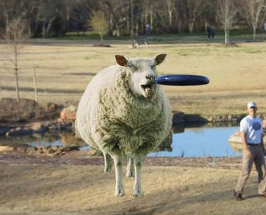 Flying Sheep