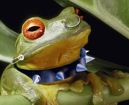 Frog Zipped Mouth