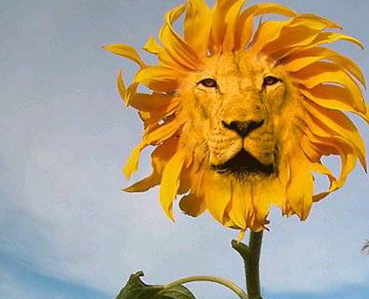 Lion Sunflower