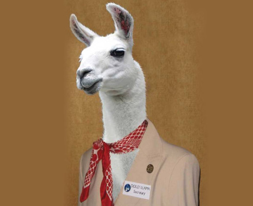 Long Neck White Llama