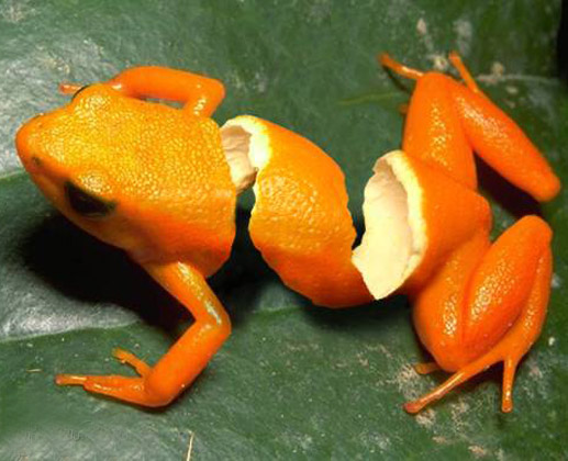 Orange Frog