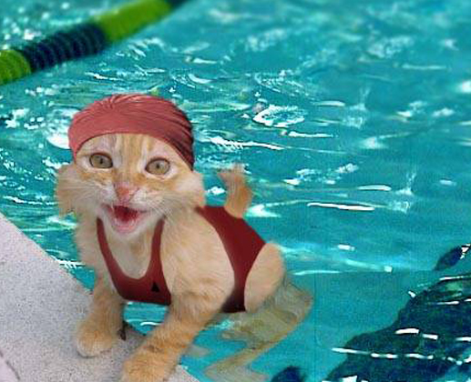 Sexycat in Swiming Pool