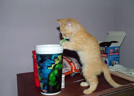 Thirsty Kitty